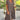 A woman wearing a brown 3XL pink cotton ruffle tiered midi dress, suitable for casual summer fashion, standing outdoors surrounded by greenery. The dress features multiple tiers and ruffles, with the focus on its flowing one-piece design. The woman has her hair styled and is showcasing the dress from the shoulder down to the leg.